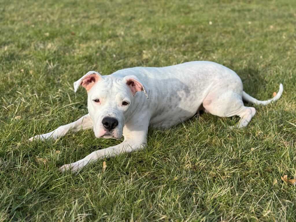 Dogo Argentino <br> Grace