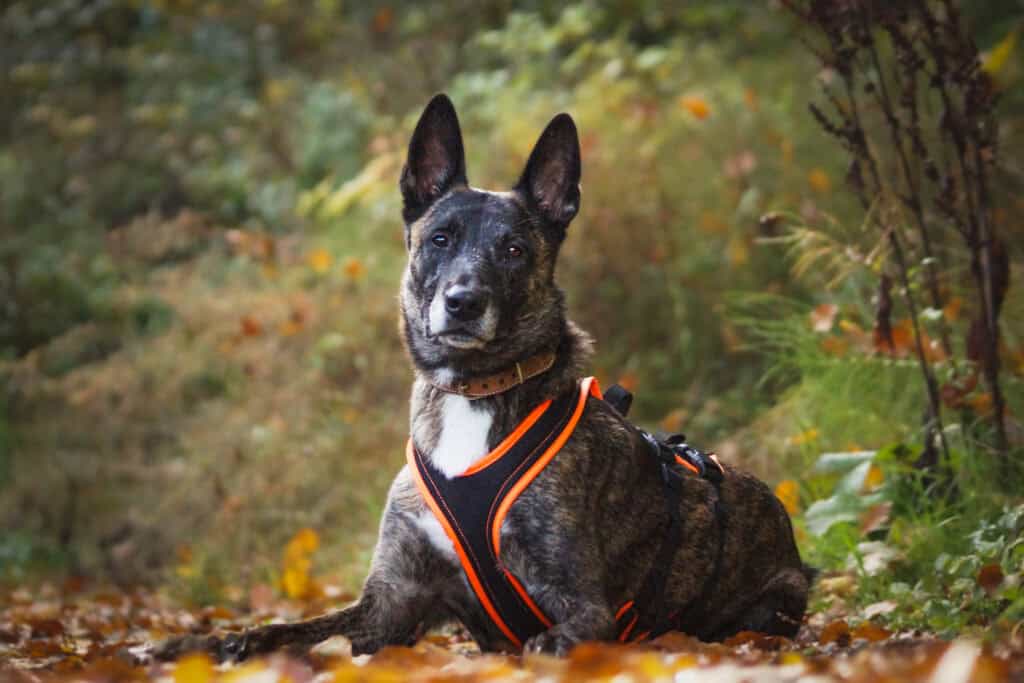 Malinos x Holländischer Schäfer <br> Legolas