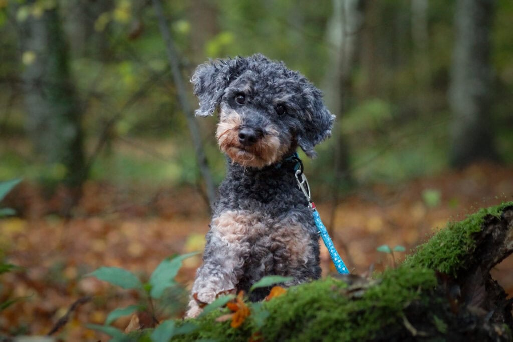 Mittelpudel <br> Maiko-Joschua (hat Interessenten)