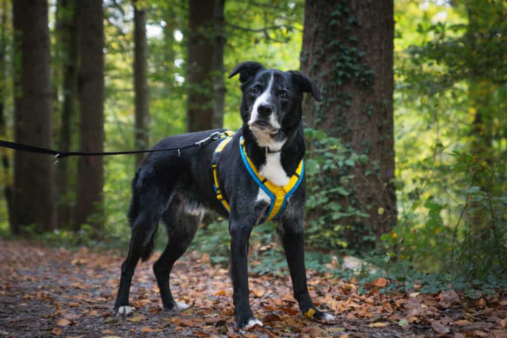 Mischling <br> Mythos