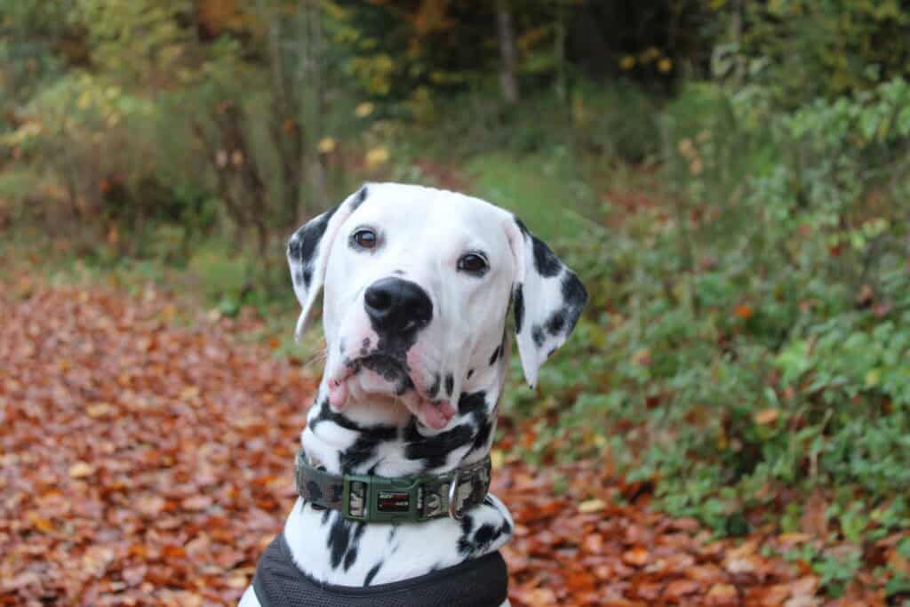 Dalmatiner <br> Marley