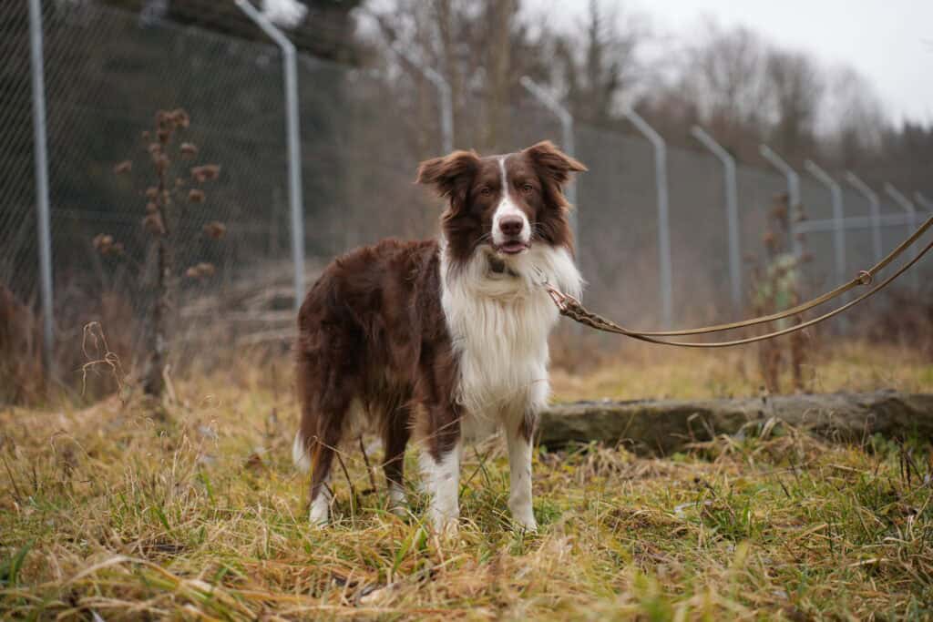 Border Collie <br>Scout <br>(hat Interessenten)