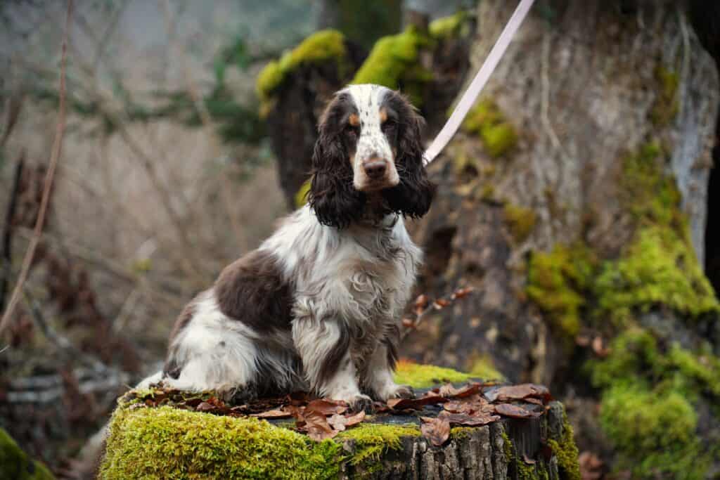 Englischer Cocker Spaniel <br>Kiwi (hat Interessenten)