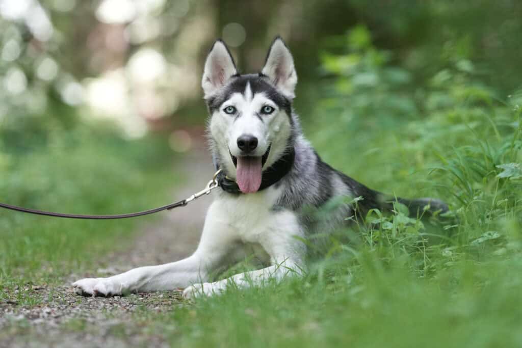 Sibirischer Husky <br> Blue