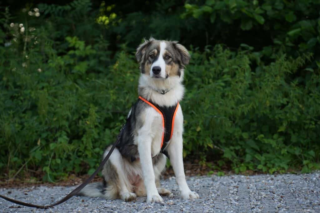 Herdenschutzhund Mischling <br> Ivy
