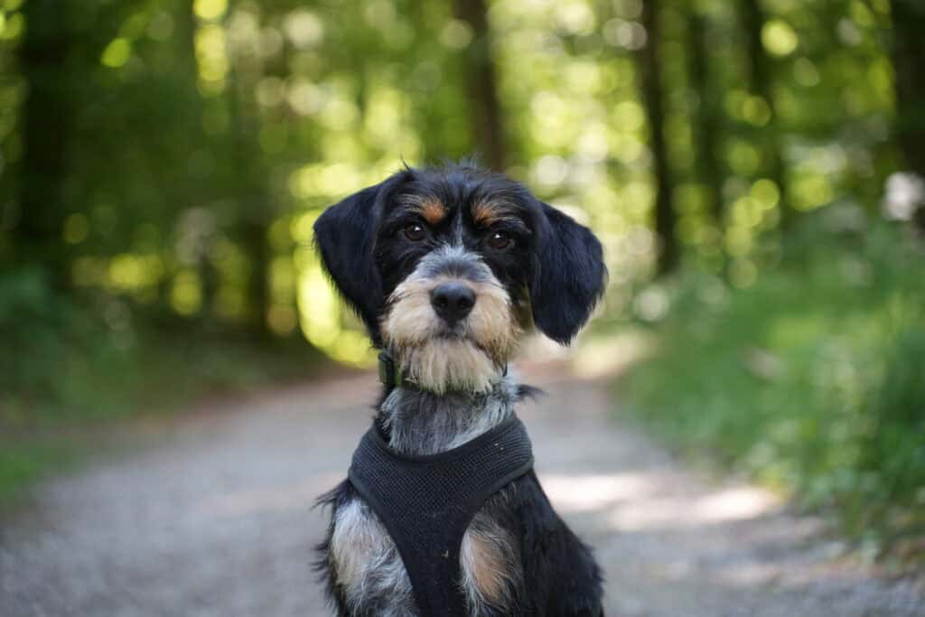 Griffon Mischling Pepsi