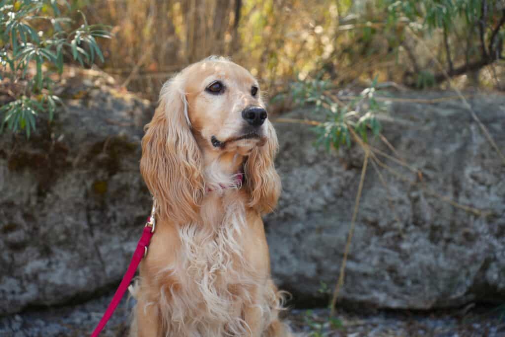 Englischer Cocker Spaniel <br> Momo
