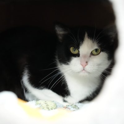 Bellatrix