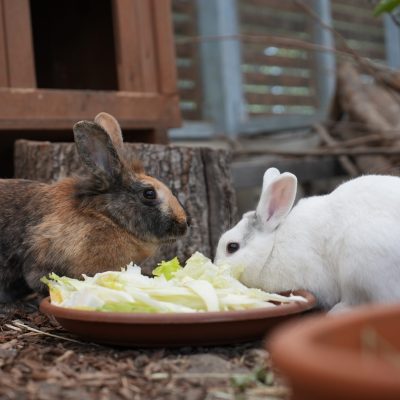 Bratan und Hope
