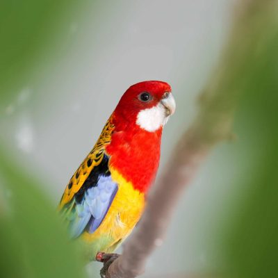 Rosella